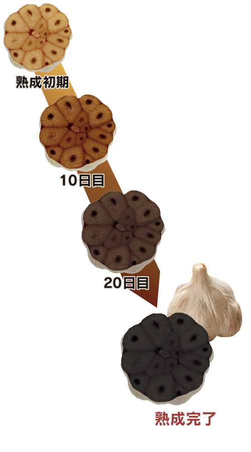 熟成黒にんにく 発酵の様子